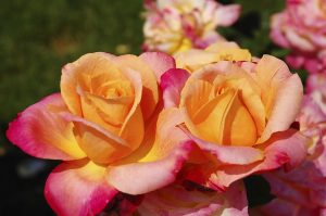 Everything's Coming Up Roses: 10 Popular Spring Flowers image 3