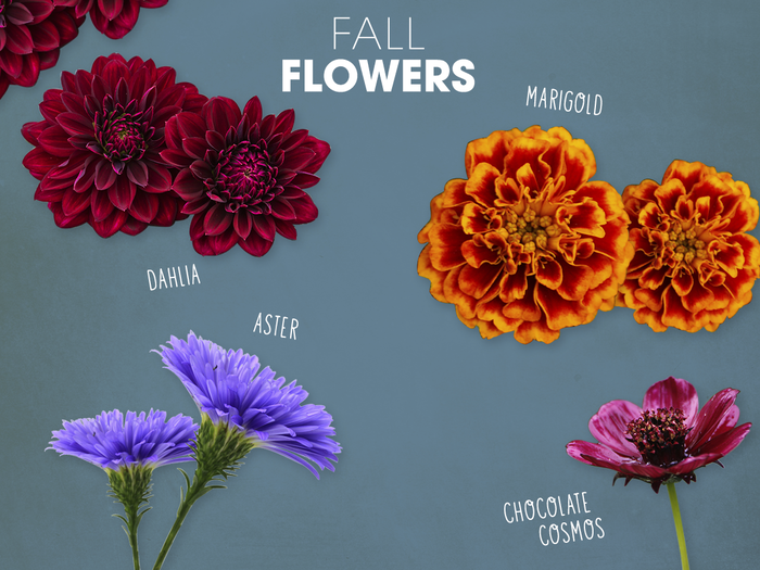 Fall Flowers 5 Flowers to Plant this Fall Century 21