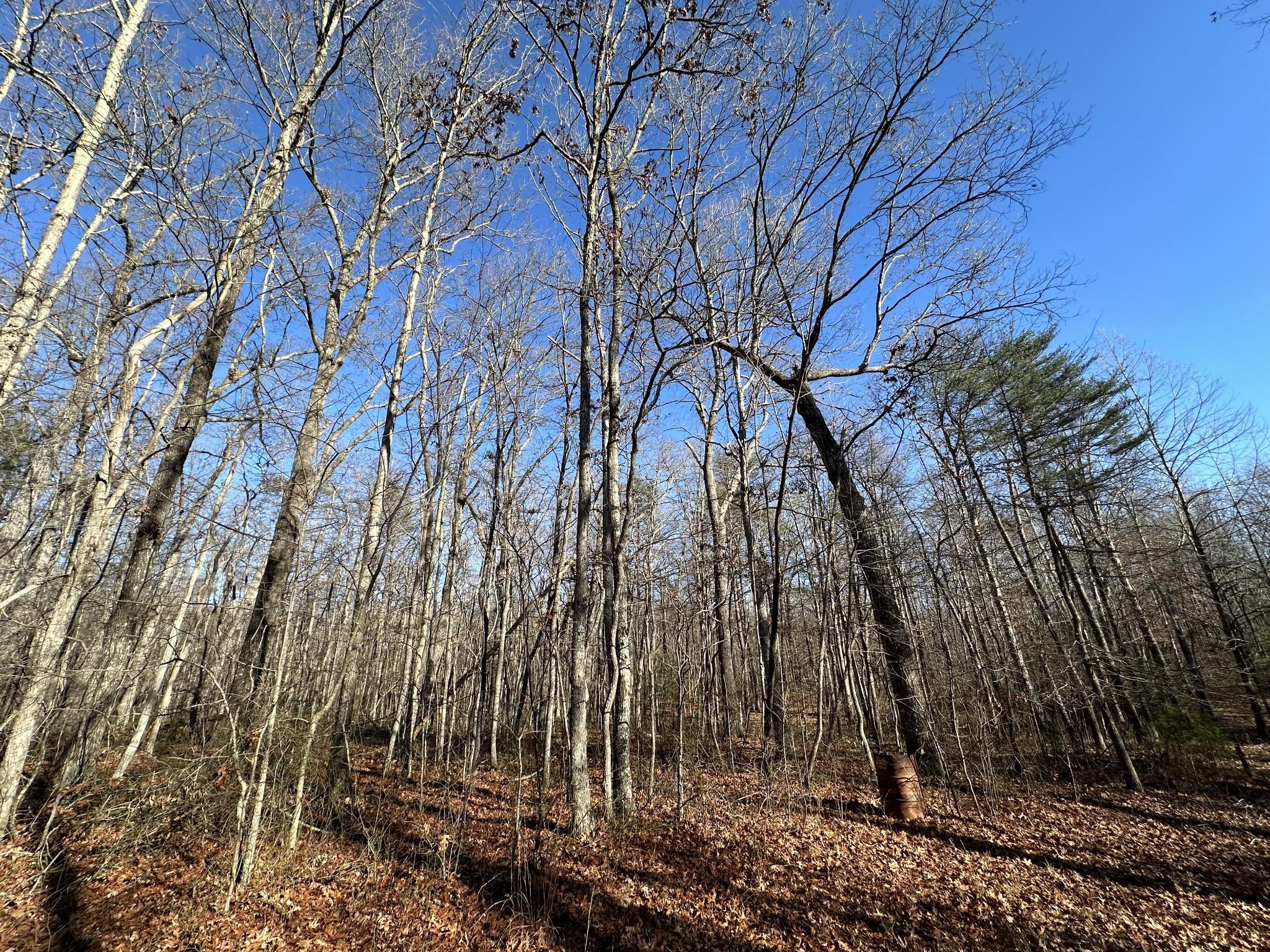 Property Image for 43 Bluff Woods Lot 43