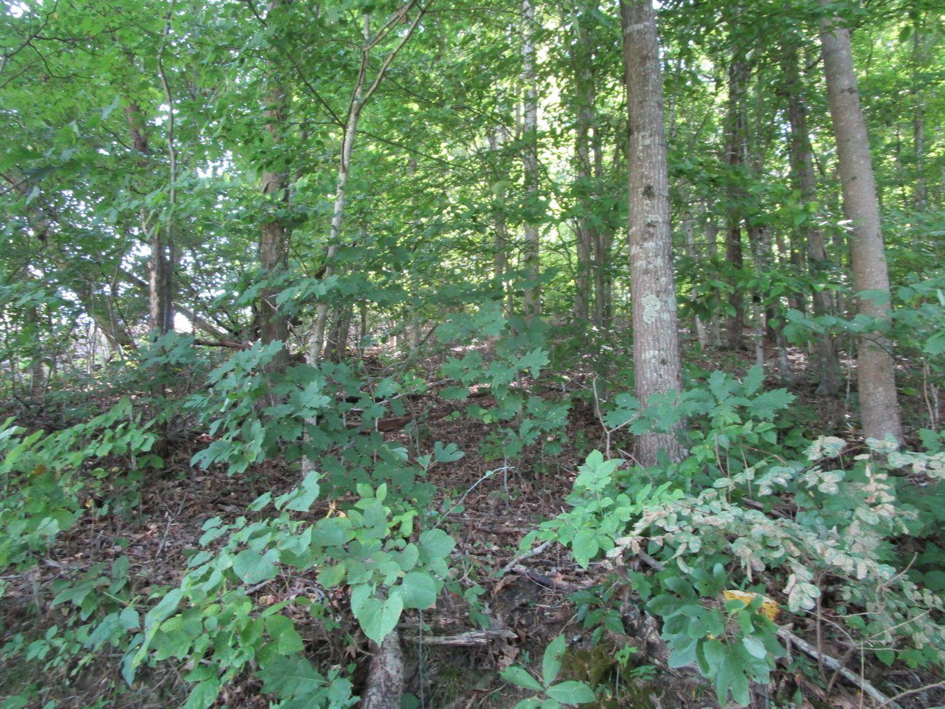 Property Image for TBD Possum Hollow Road