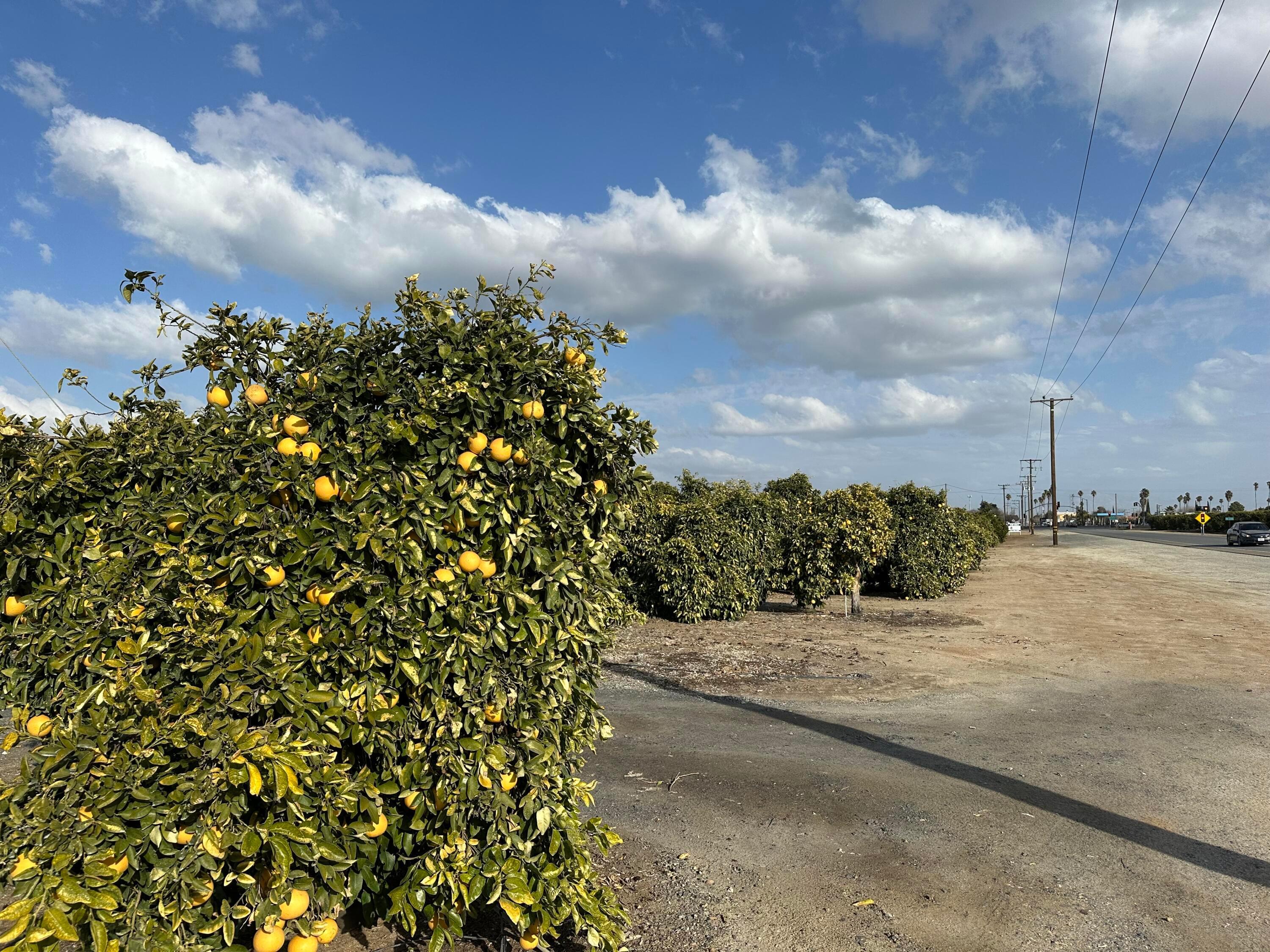Property Image for Highway 65 Highway 65 Citrus Ranch