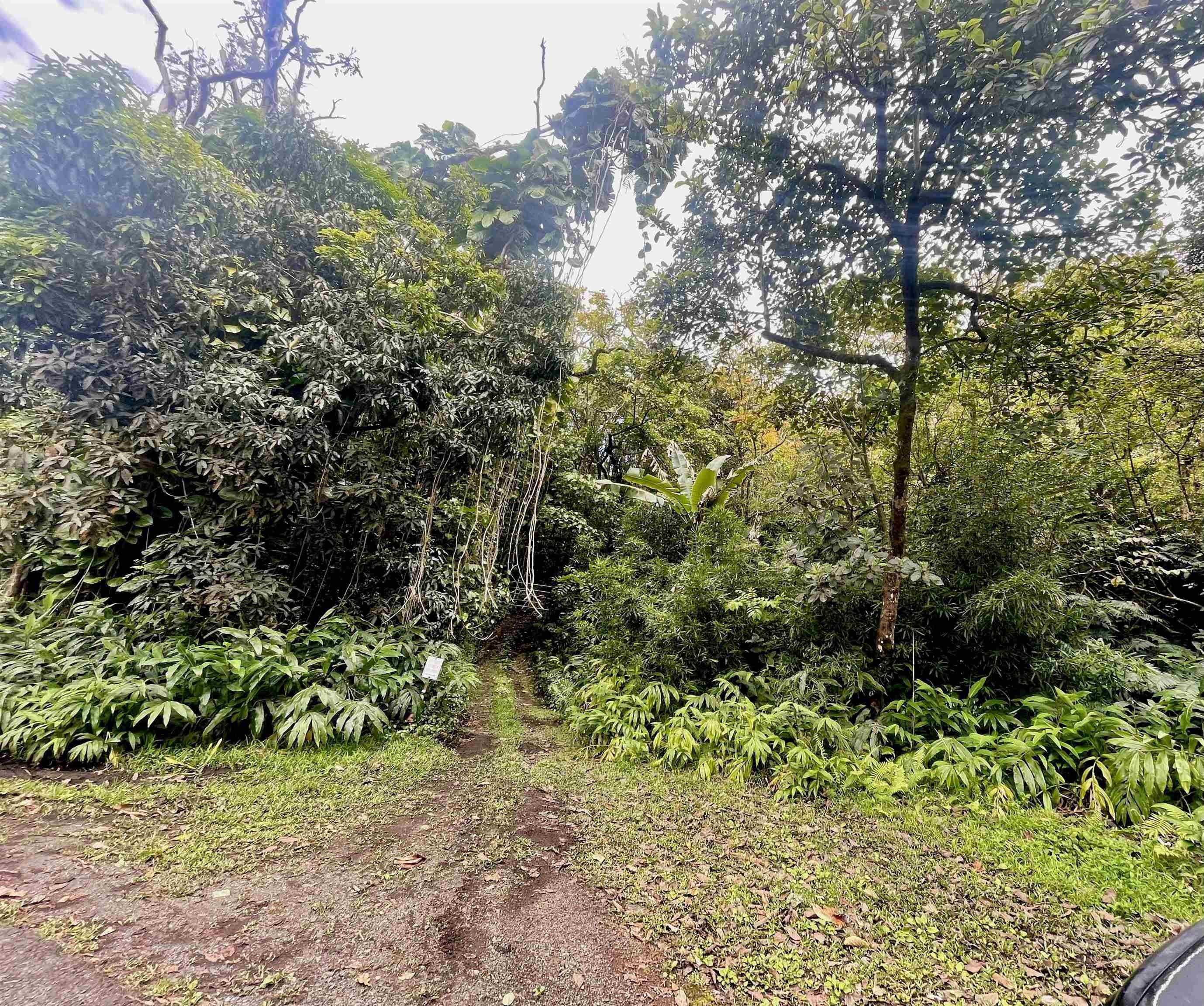 Property Image for 105 Acres Hana Hwy