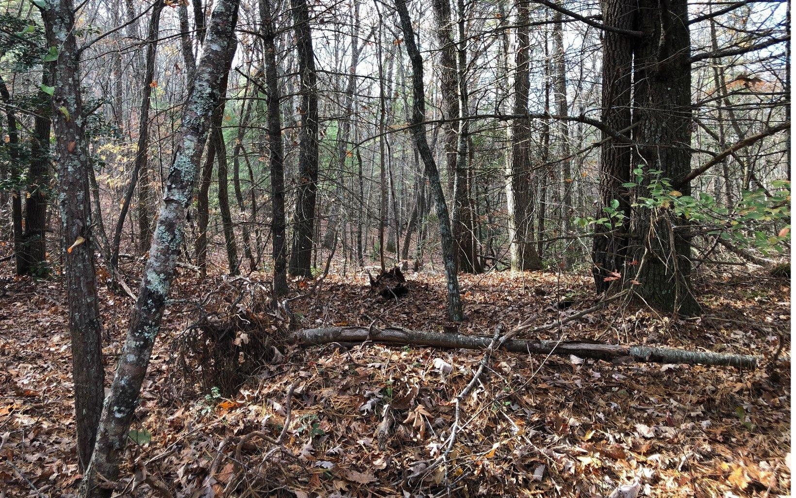 11 A Dancing Rabbit Ln  