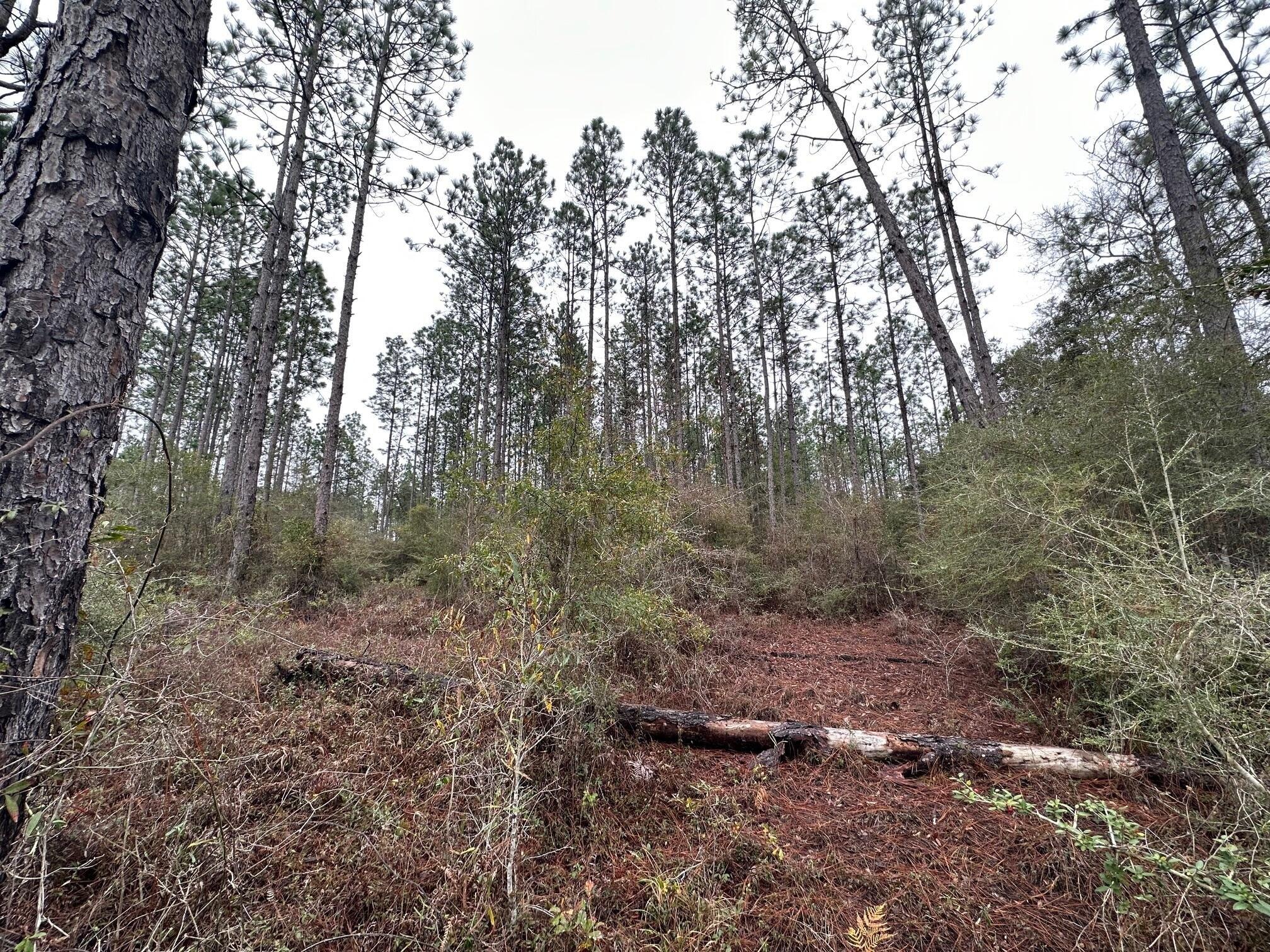 Property Image for Tract#6418 S Mattox Springs Road S1