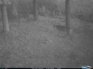 image 33