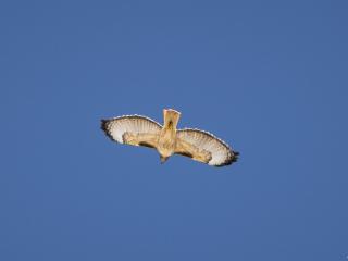image 62