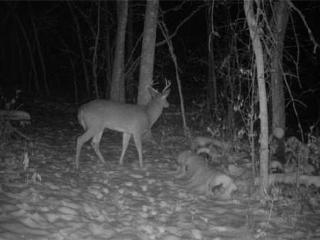 image 33