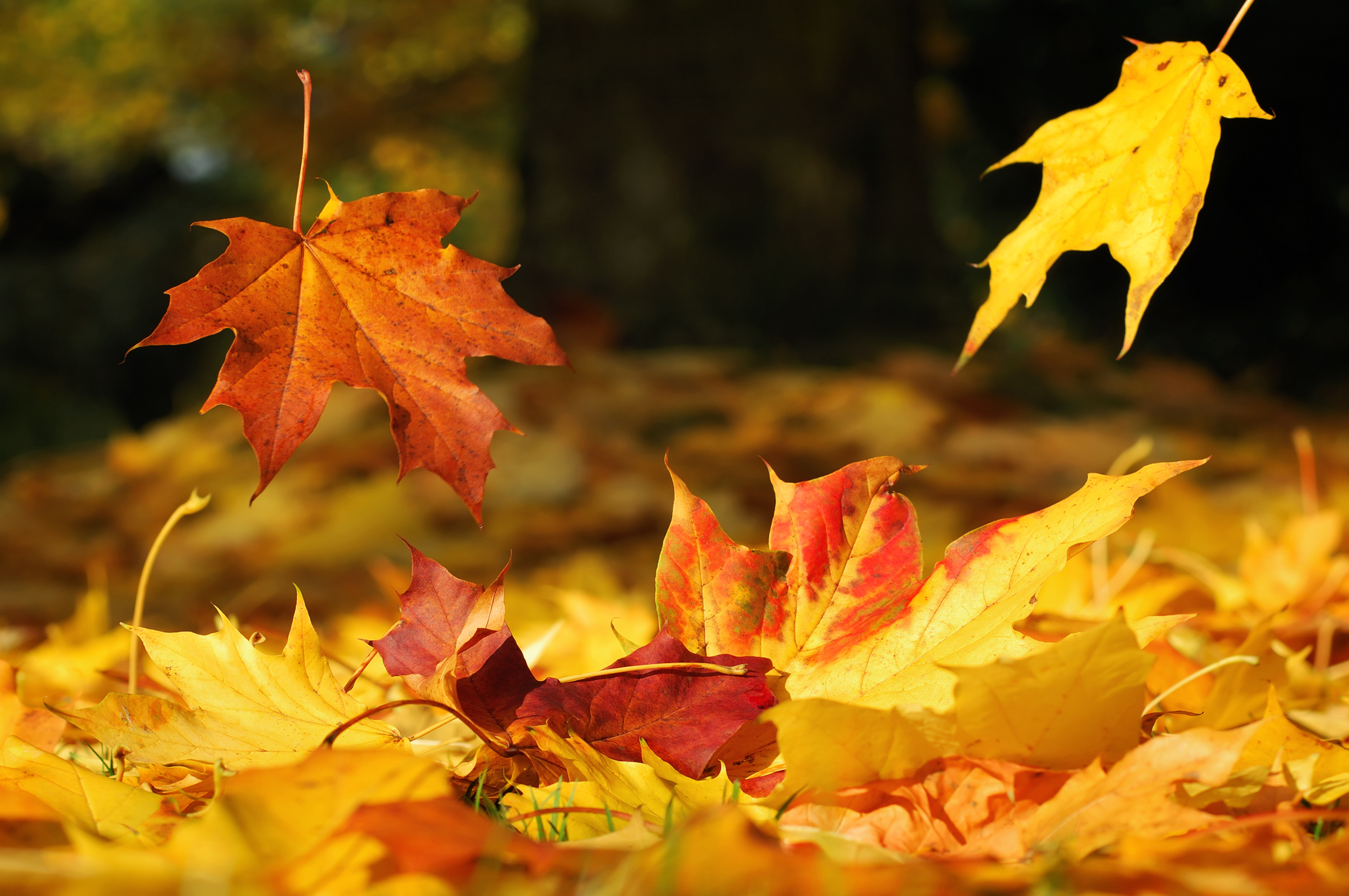 3 Things to Do With an Abundance of Autumn Leaves | Century 21®