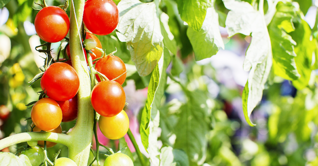 Tips for Growing Fruits and Vegetables at Home Century 21®